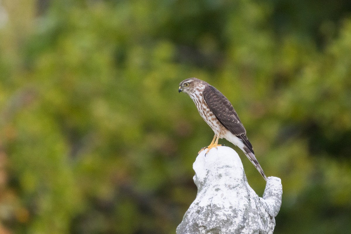 Amerika Atmacası - ML644330607