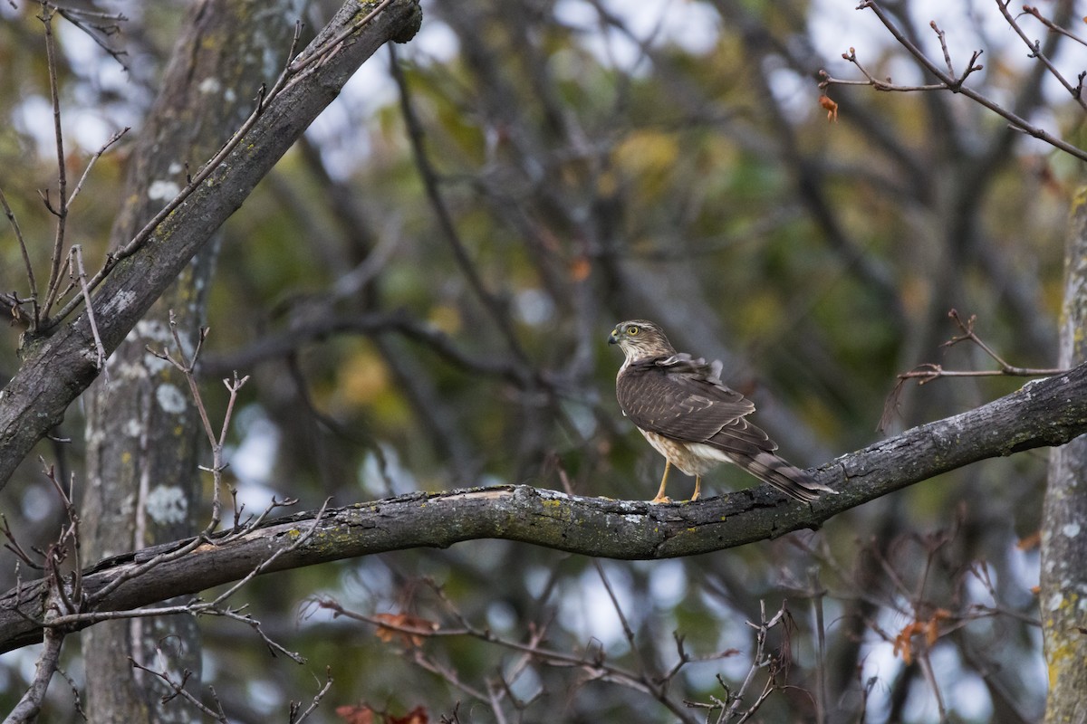 Amerika Atmacası - ML644330609