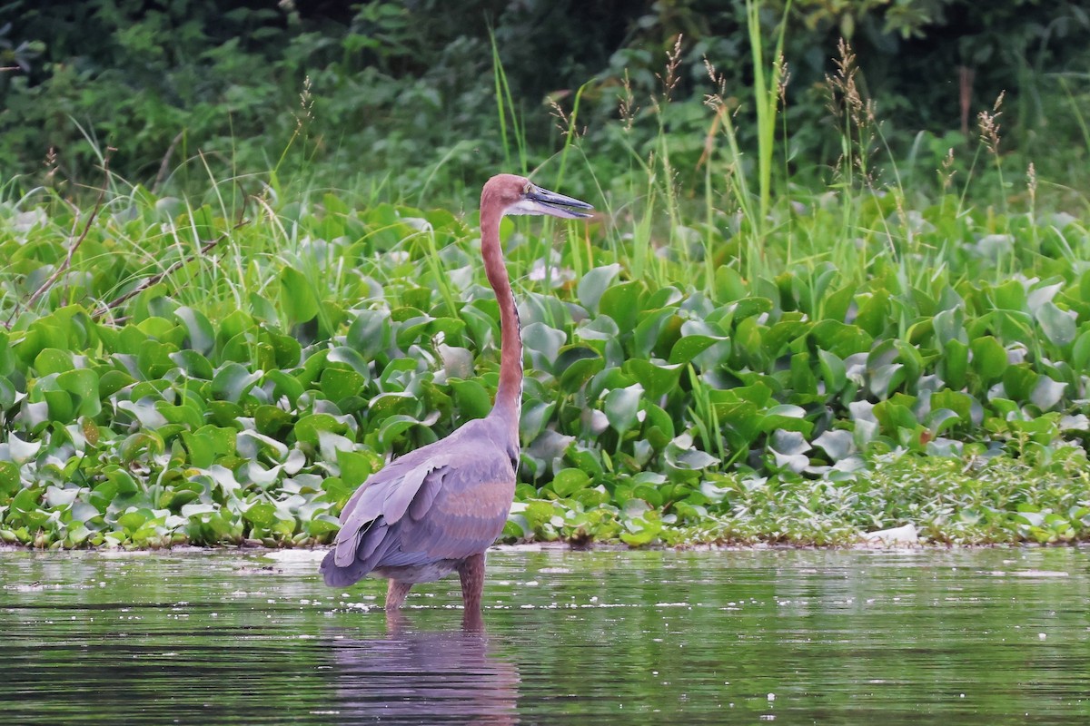 goliathegre - ML644330611