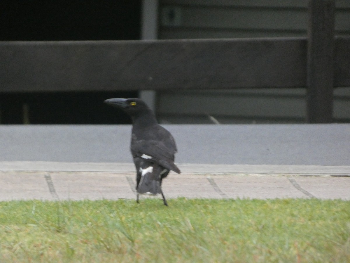 Verdugo Pío - ML644330612