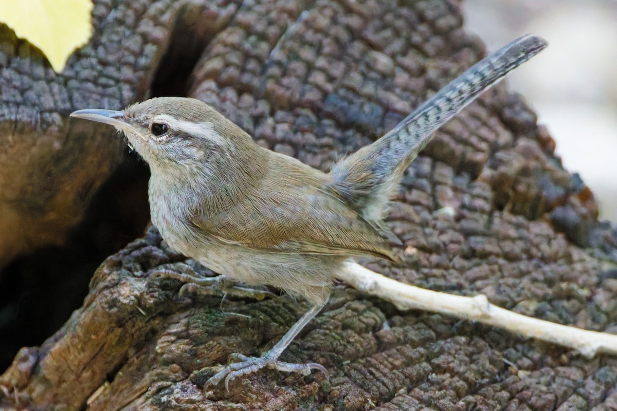 Bewick's Wren - ML644330616
