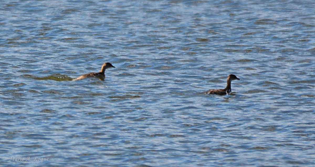 Хурган шунгуур - ML644330620