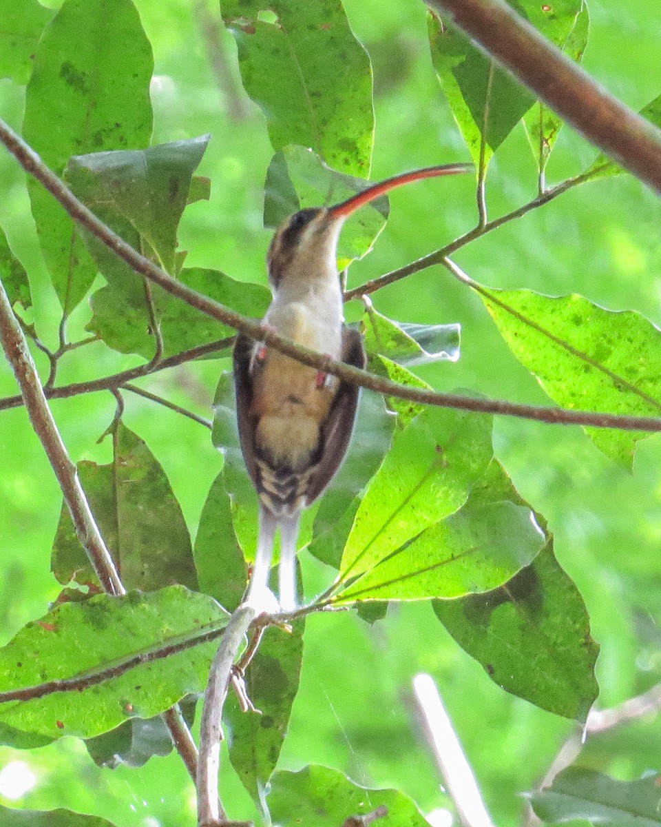 Long-billed Hermit - ML644330625