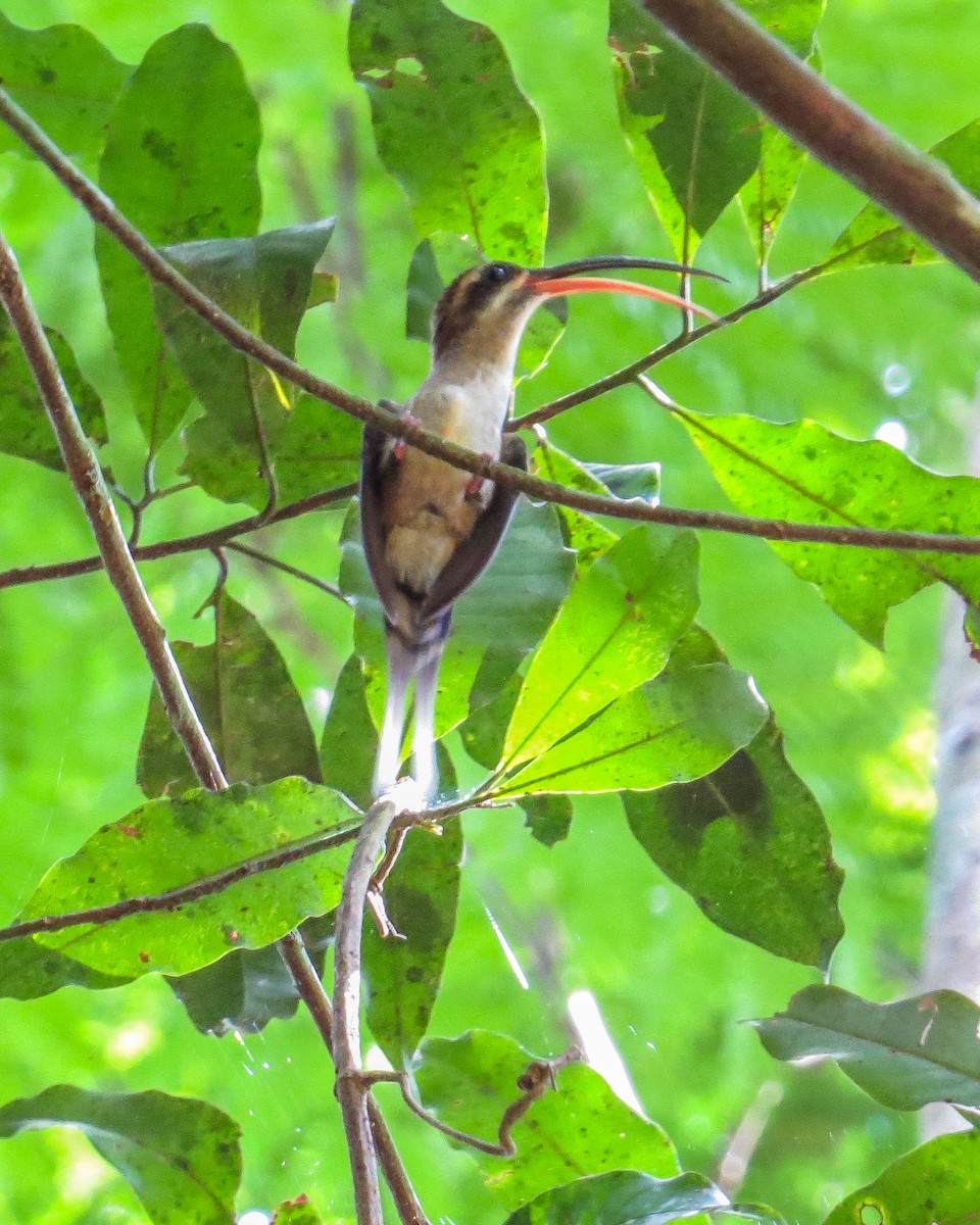 Long-billed Hermit - ML644330626