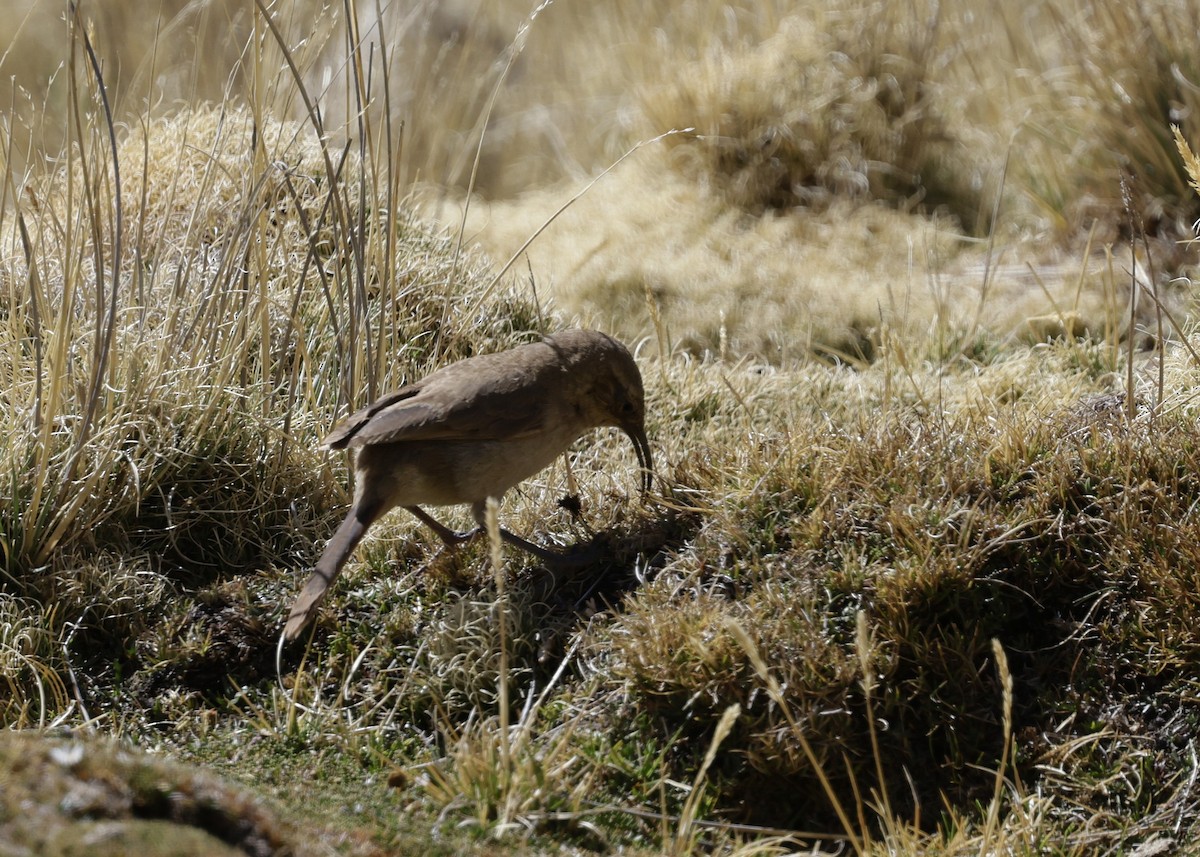 Buff-breasted Earthcreeper - ML644330627