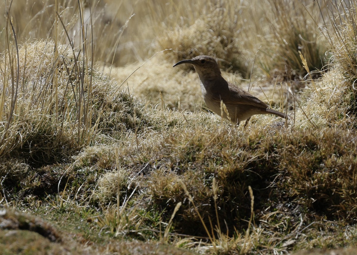 Buff-breasted Earthcreeper - ML644330628