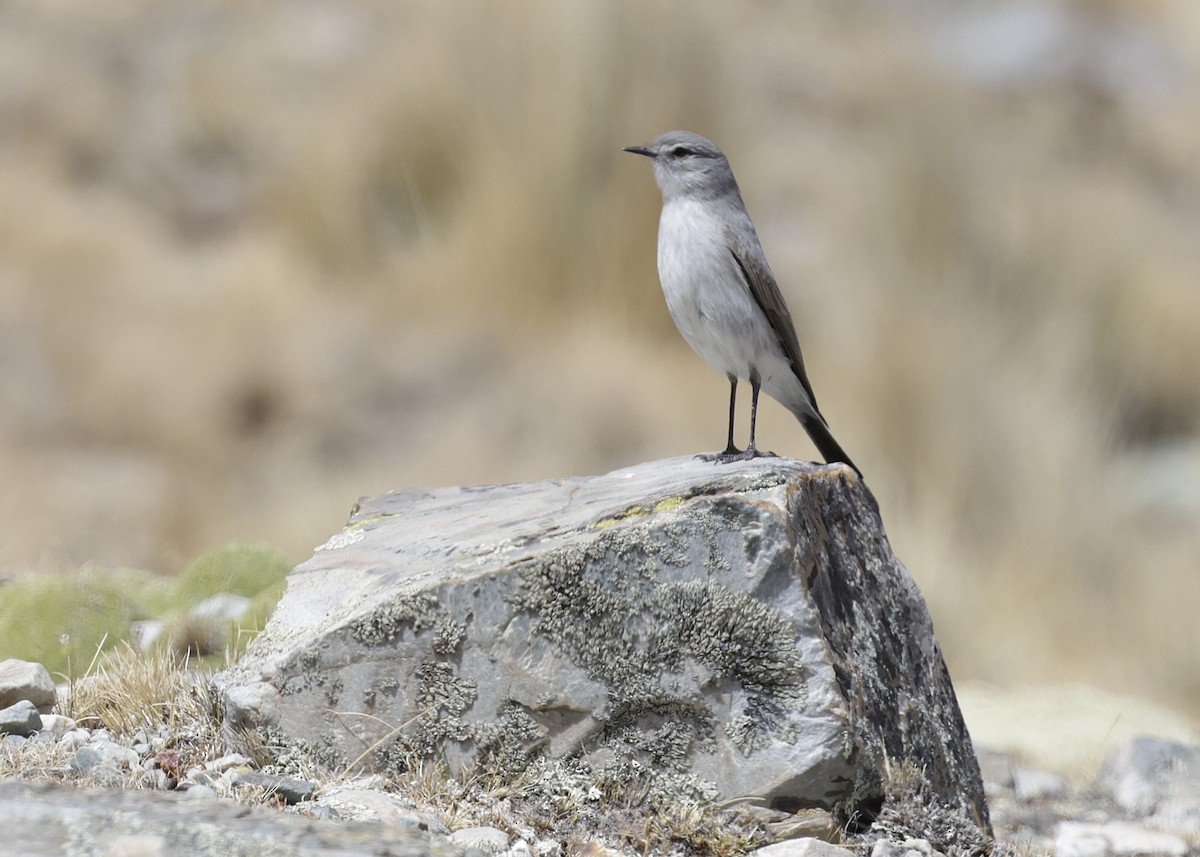 Puna Ground-Tyrant - ML644330645