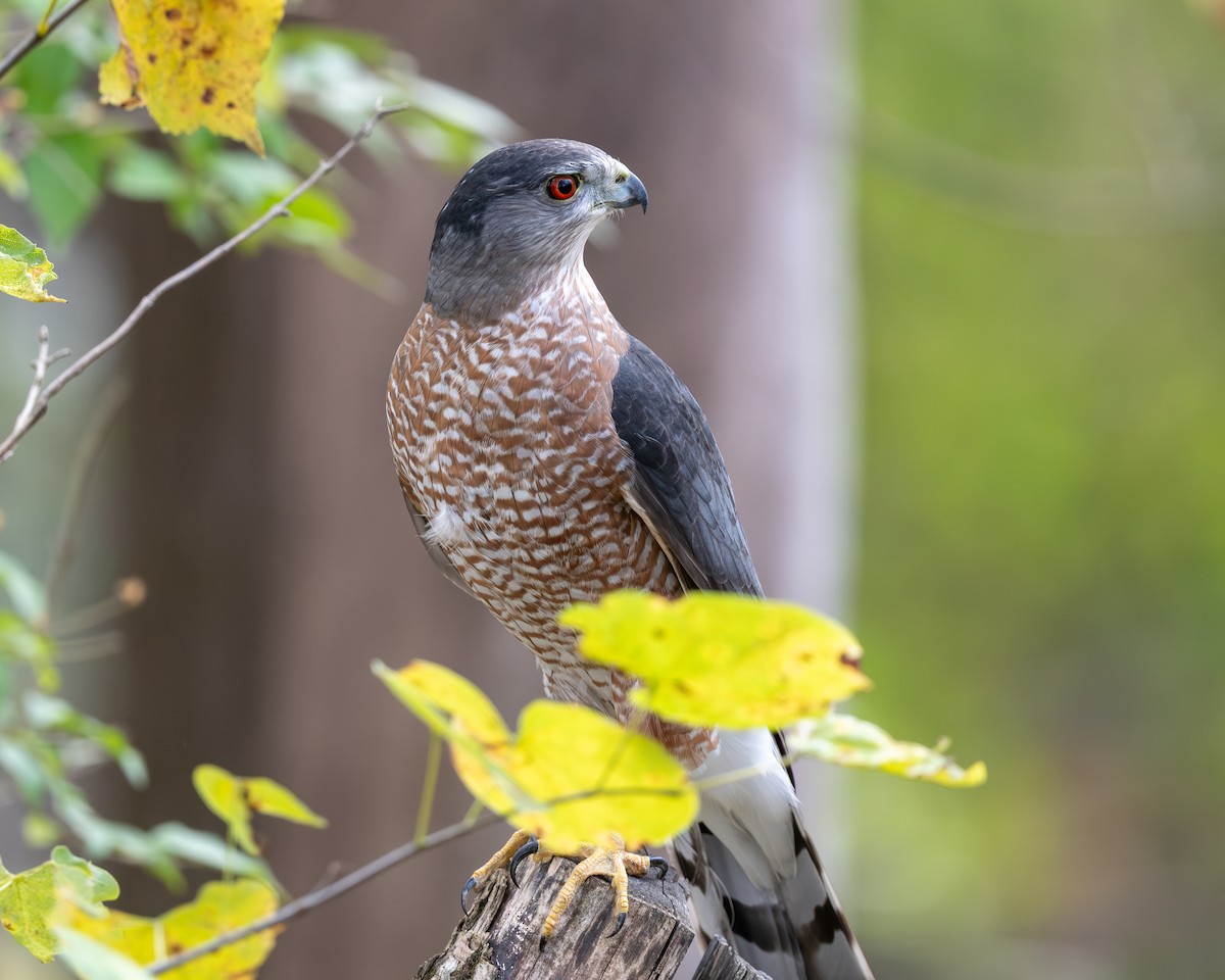 Cooper's Hawk - ML644330654