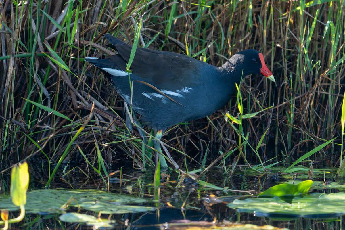 アメリカバン - ML644330662