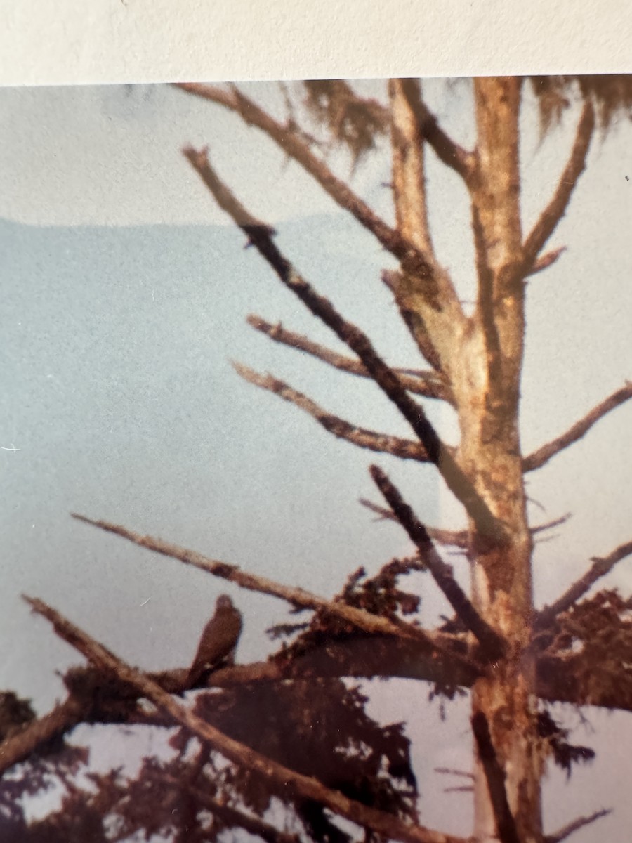 Gerfalke - ML644330664