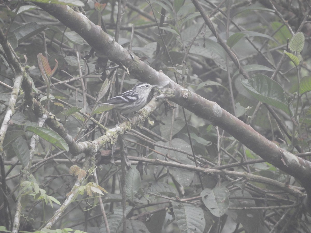 Black-and-white Warbler - ML644330667