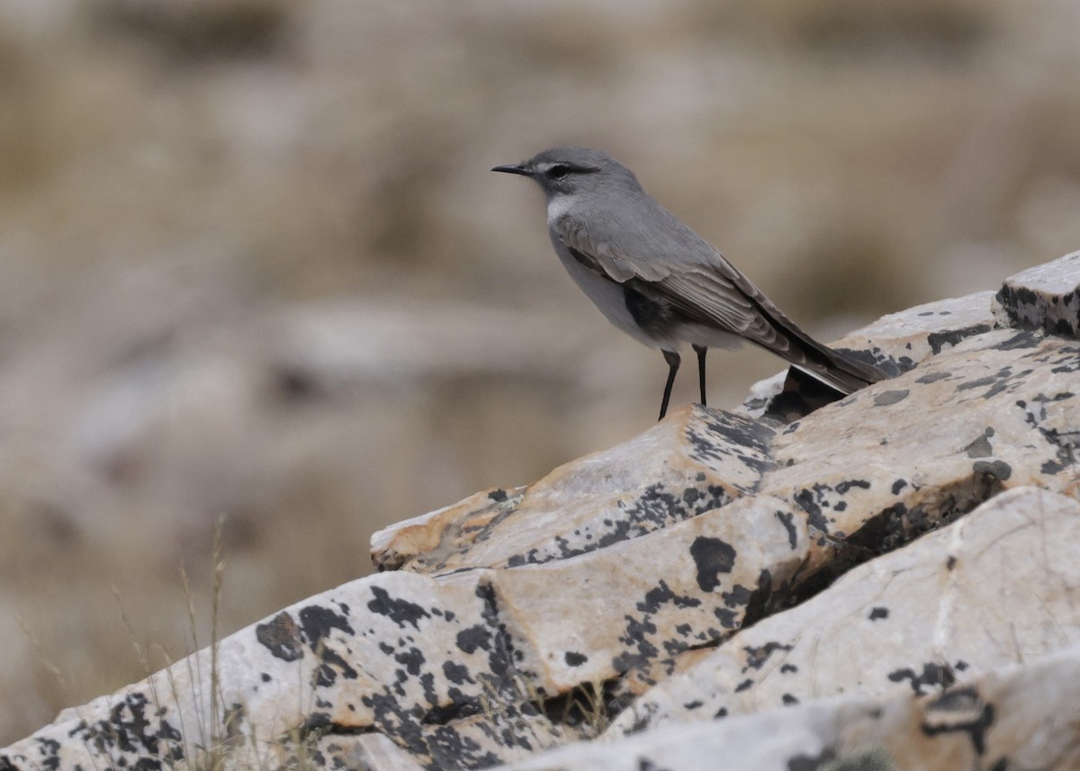 Kül Rengi Yer Tiranı - ML644330669