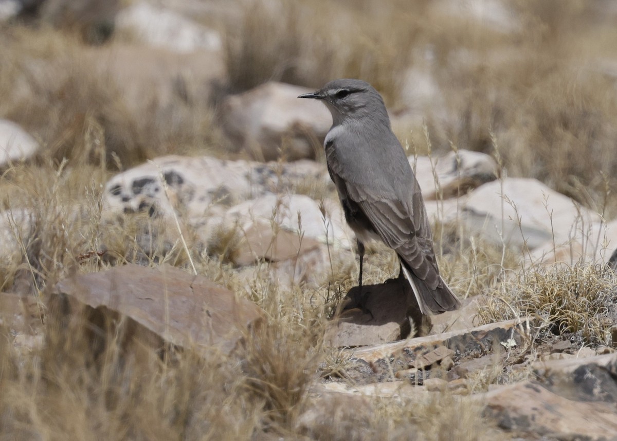 Kül Rengi Yer Tiranı - ML644330670