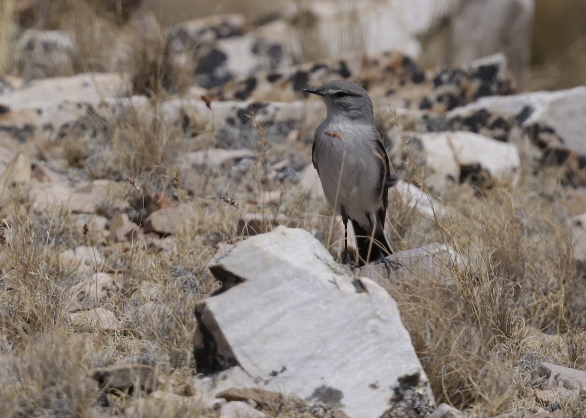 Kül Rengi Yer Tiranı - ML644330671