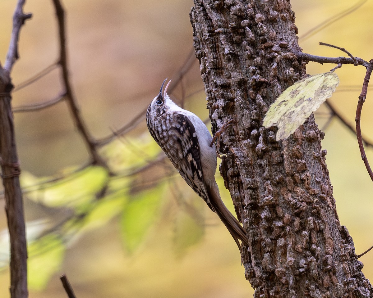 Brown Creeper - ML644330673