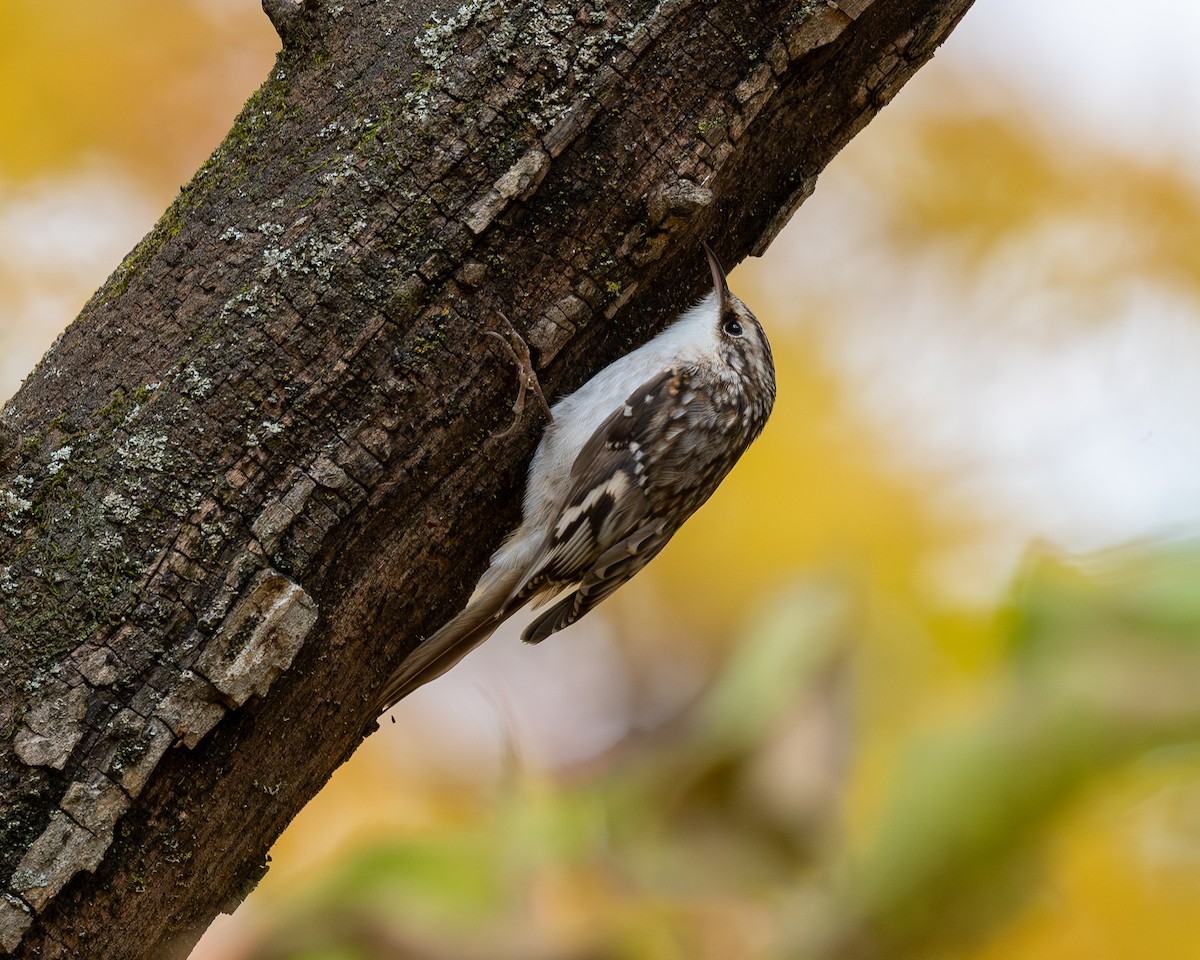Brown Creeper - ML644330679