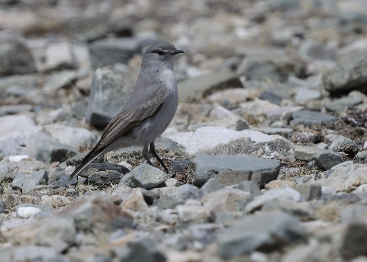 Kül Rengi Yer Tiranı - ML644330686