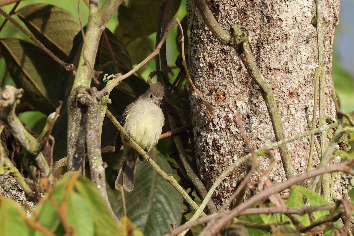 Yellow-bellied Elaenia - ML644330696