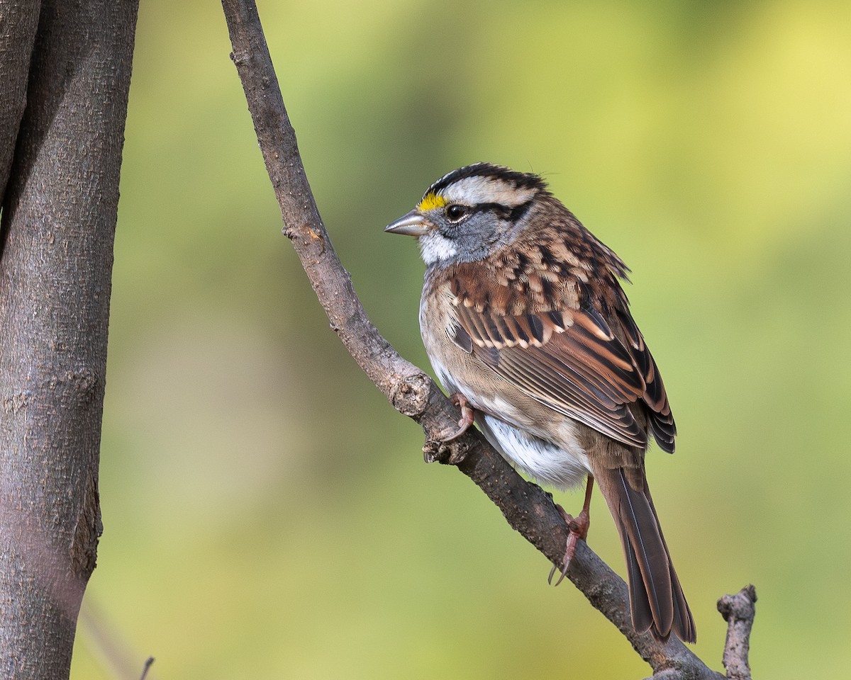 White-throated Sparrow - ML644330699