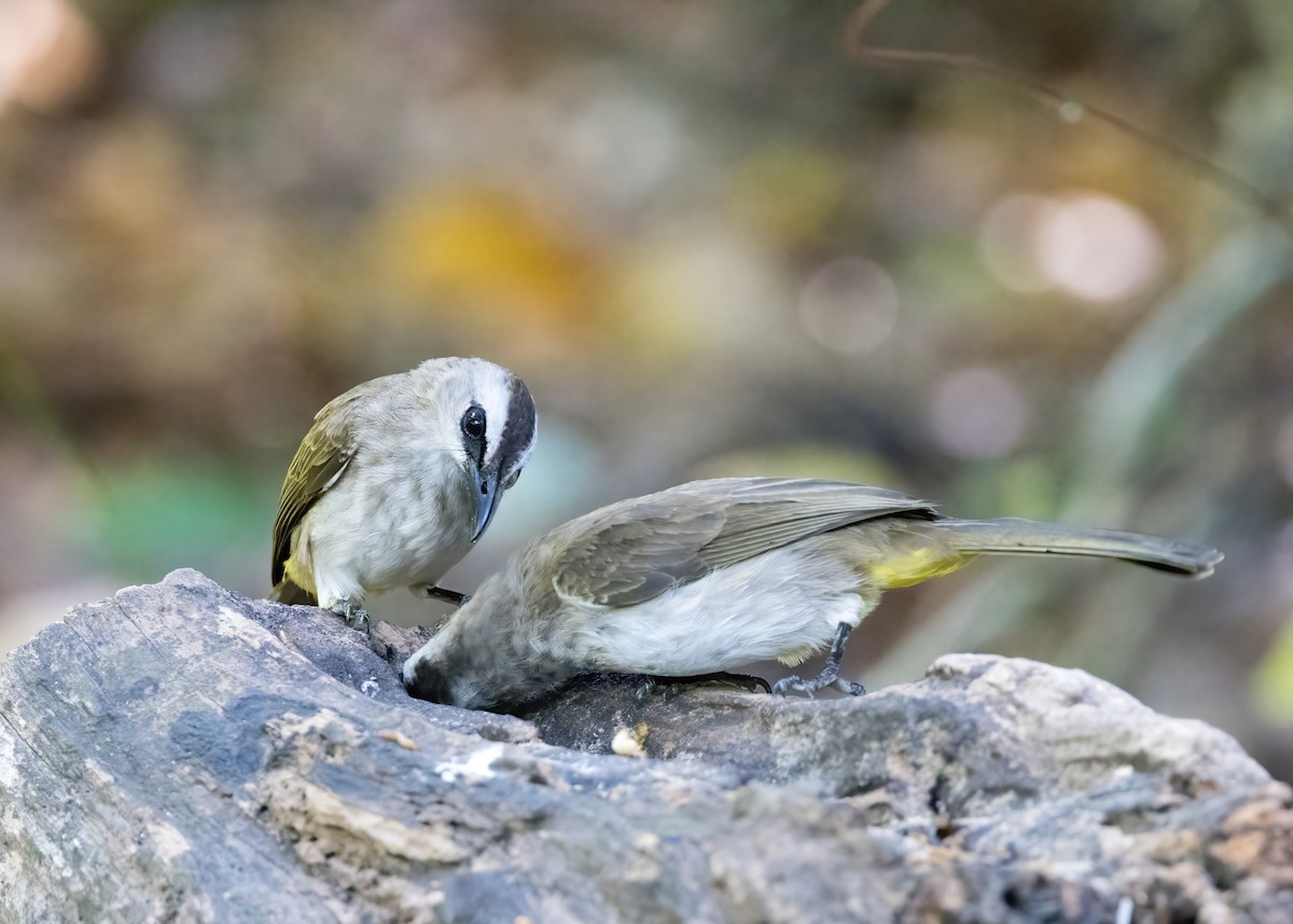 Schwarzzügelbülbül - ML644330700