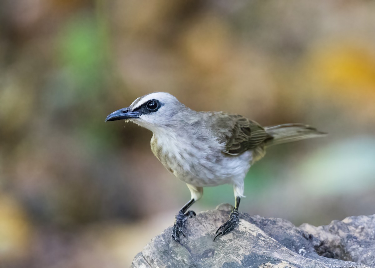 Schwarzzügelbülbül - ML644330701