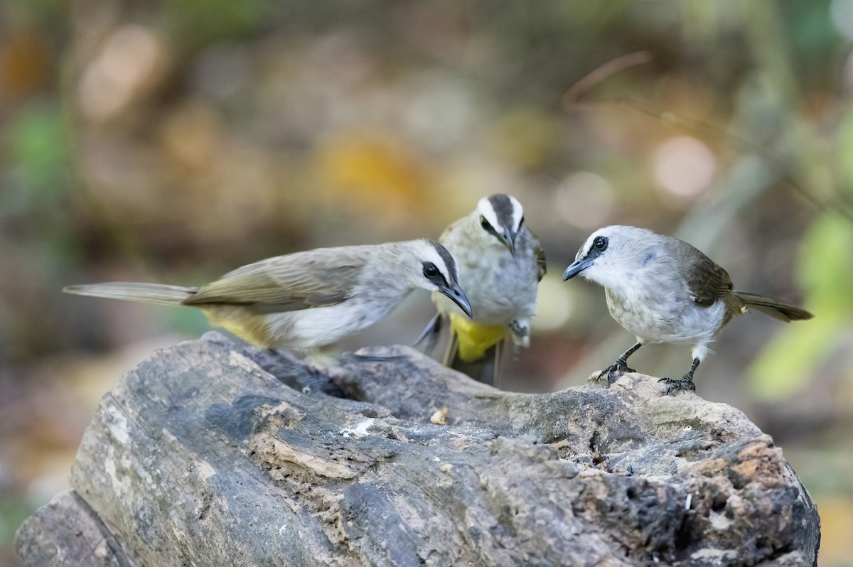 Schwarzzügelbülbül - ML644330702