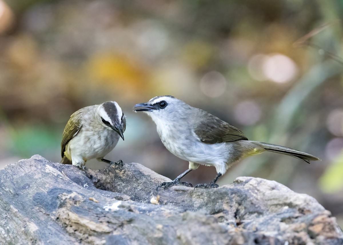 Schwarzzügelbülbül - ML644330703