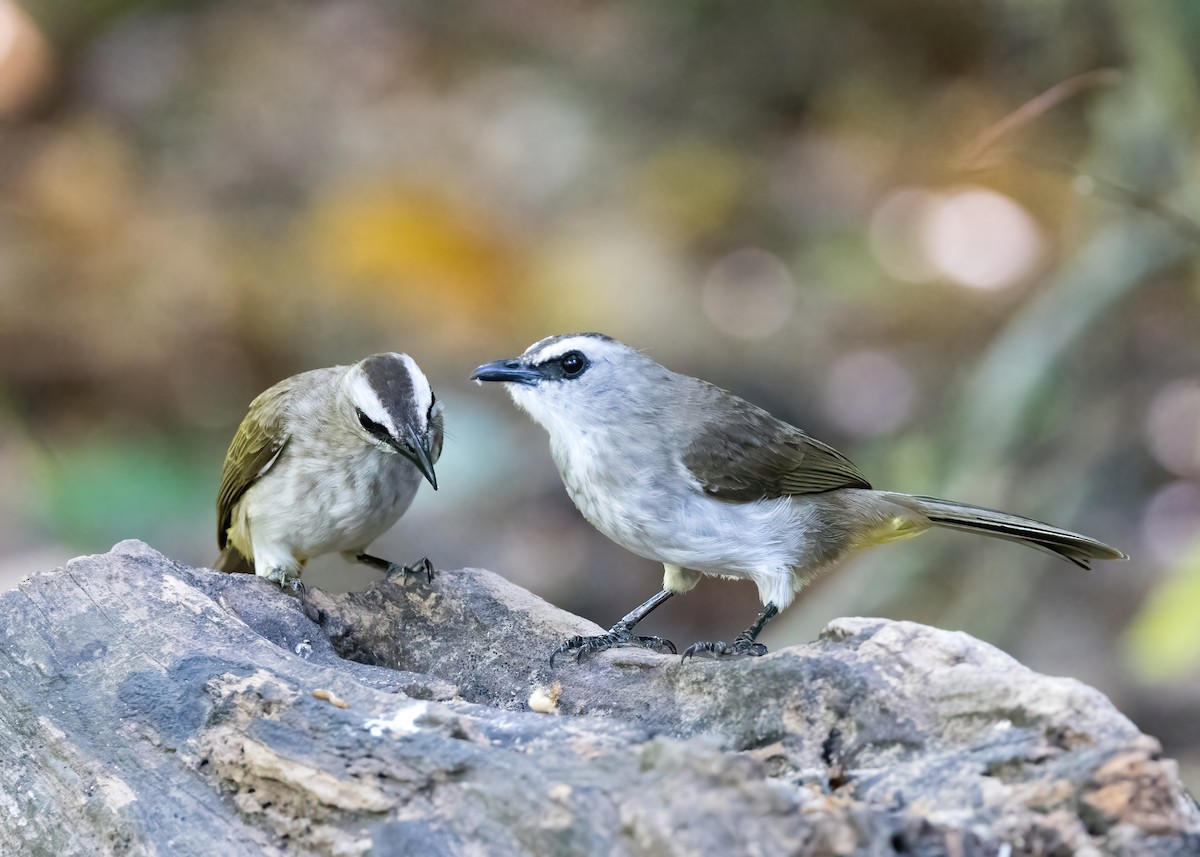 Schwarzzügelbülbül - ML644330704