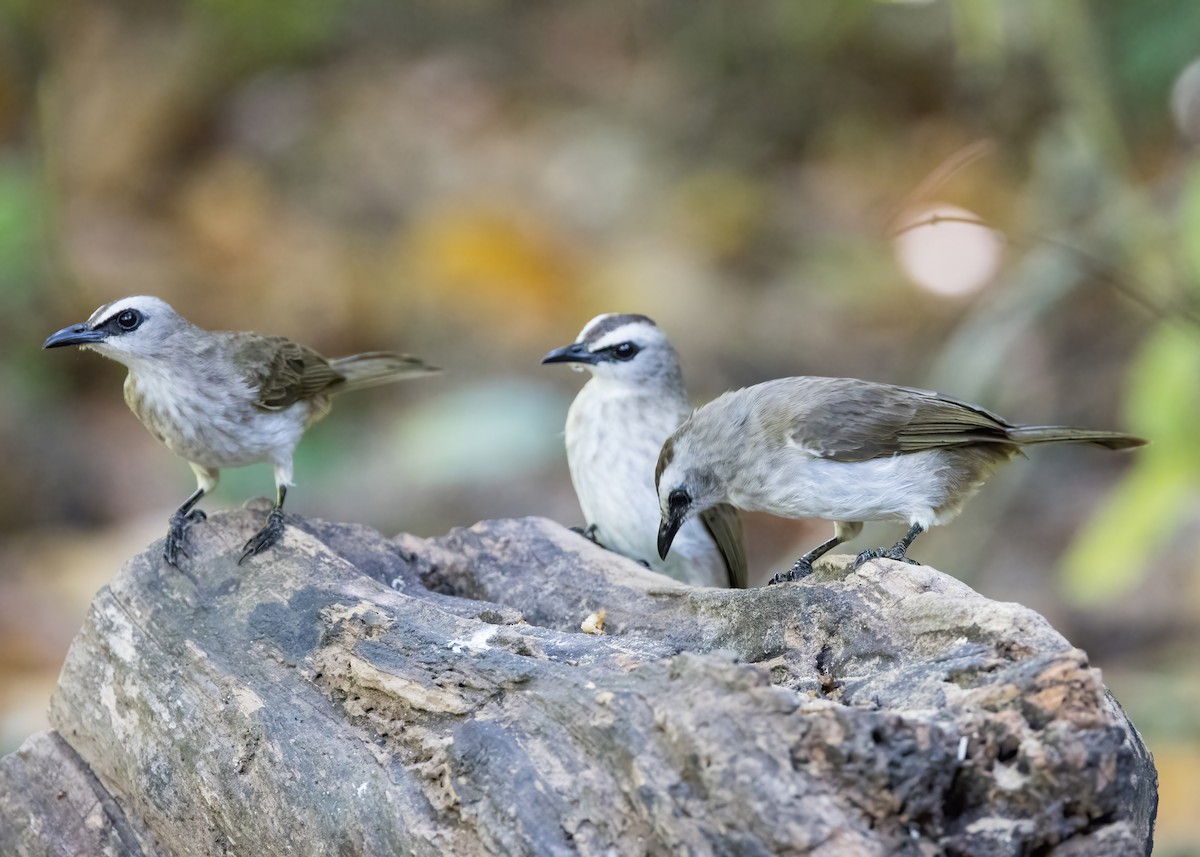 Schwarzzügelbülbül - ML644330706