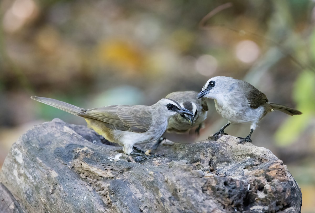 Schwarzzügelbülbül - ML644330708