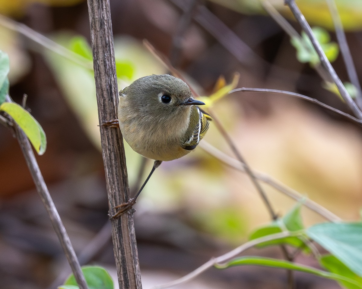 Ruby-crowned Kinglet - ML644330719