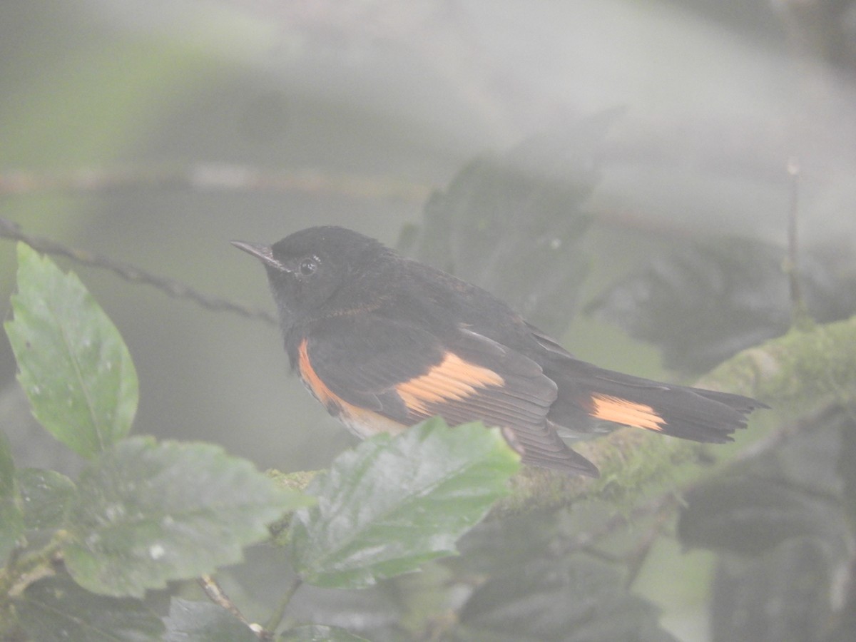 American Redstart - ML644330720