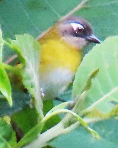 Common Chlorospingus - ML644330732