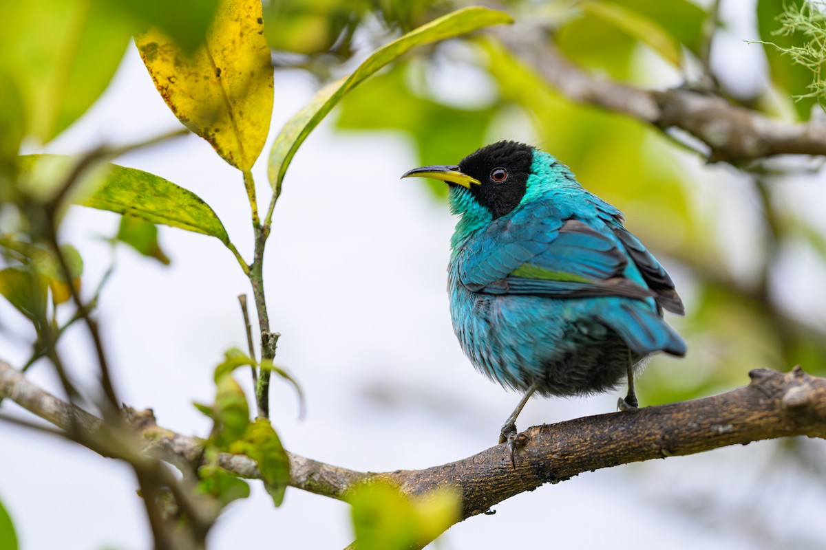 Kappennaschvogel - ML644330739