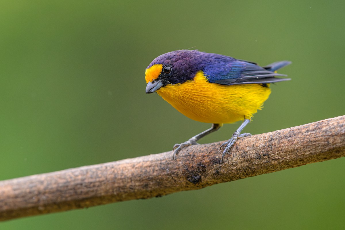 Violaceous Euphonia - ML644330747