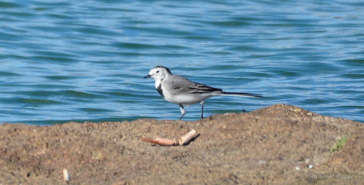 White Wagtail - ML644330748