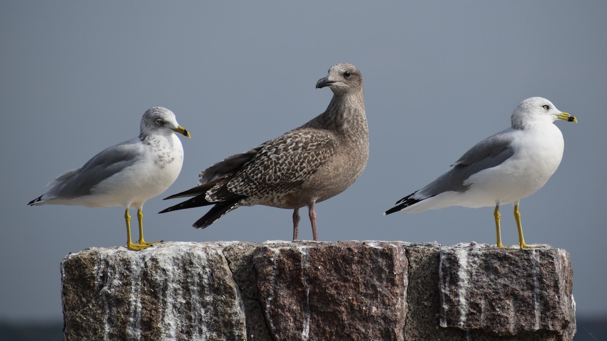 American Herring Gull - ML644330754