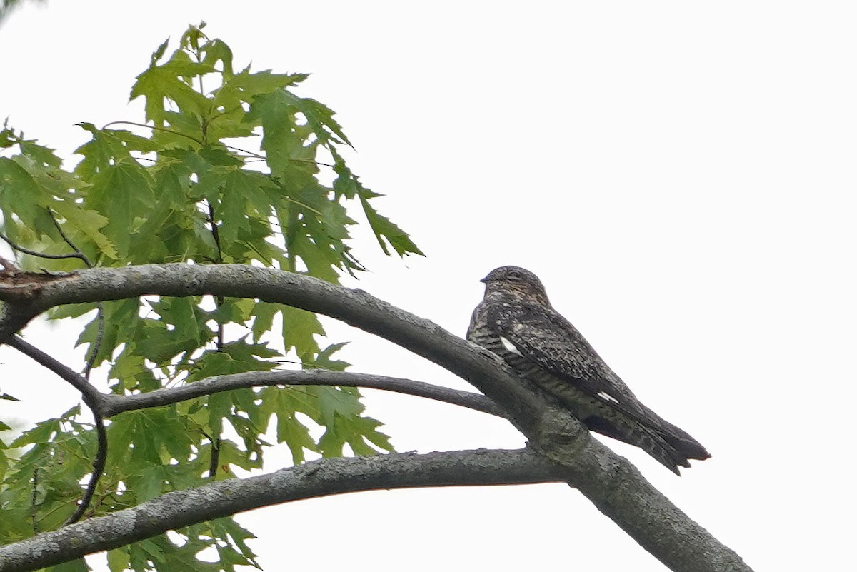 Common Nighthawk - ML644330758