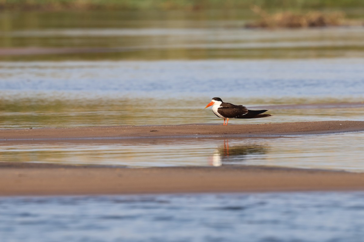 African Skimmer - ML644330759