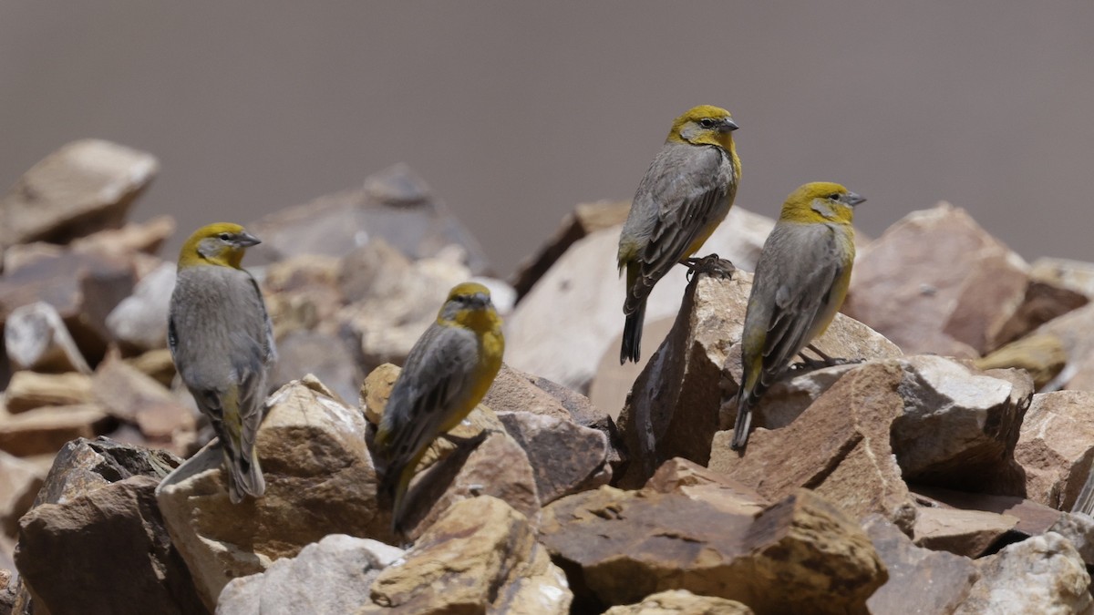 Bright-rumped Yellow-Finch - ML644330768