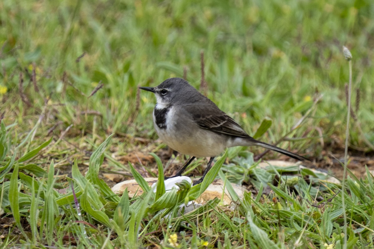 konipas jihoafrický - ML644330784