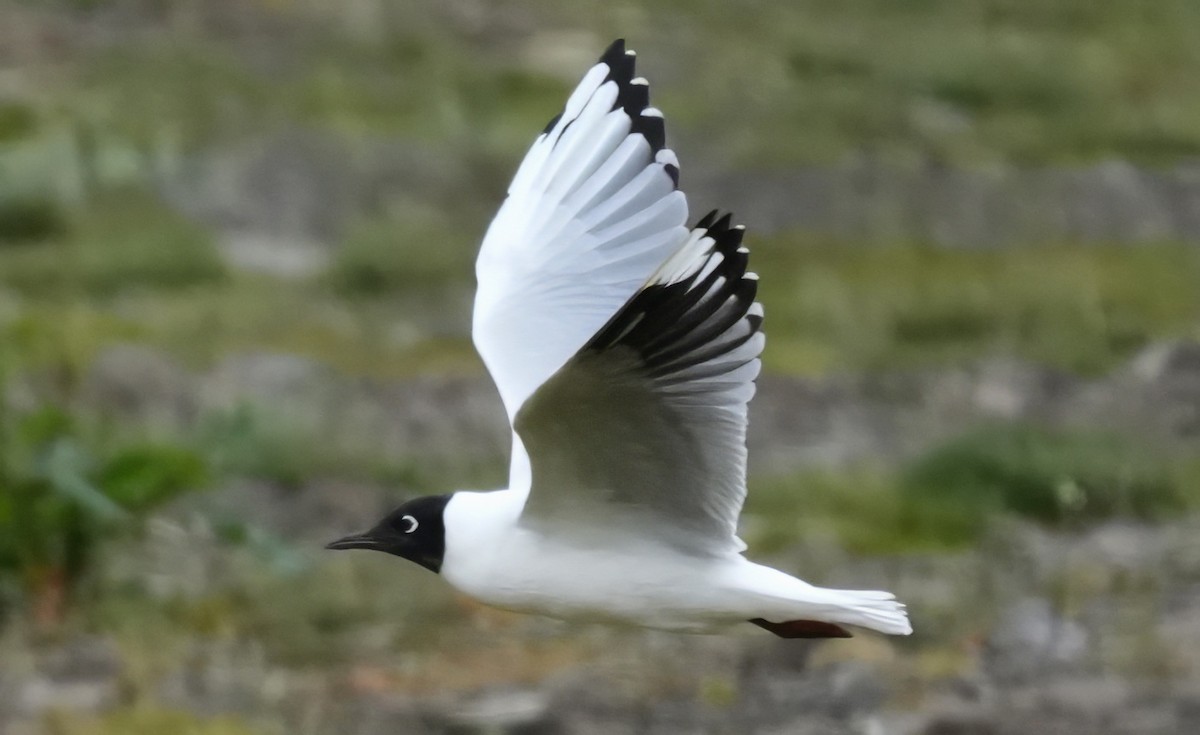 Andean Gull - ML644330786