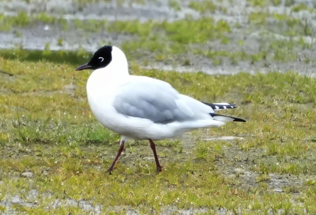 Andean Gull - ML644330787