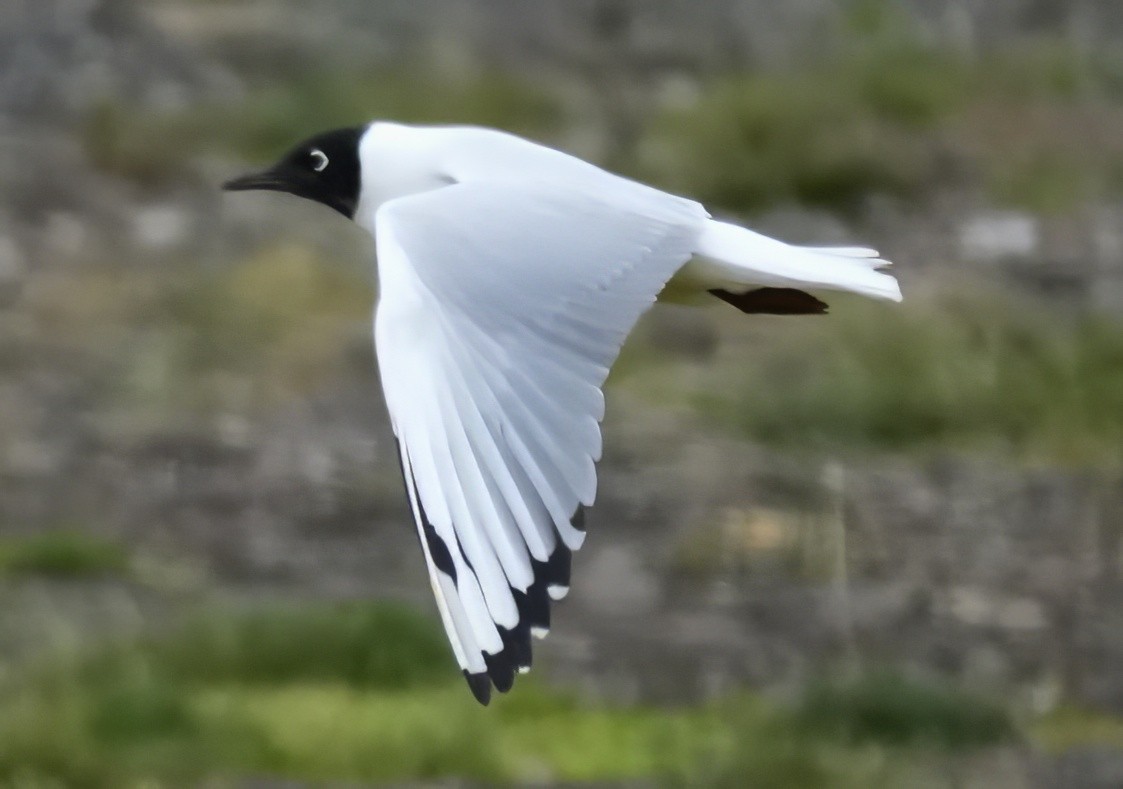 Andean Gull - ML644330788