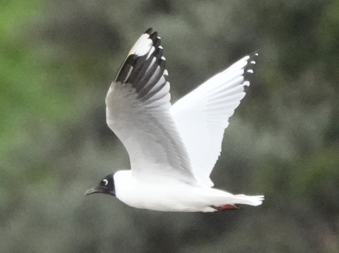 Andean Gull - ML644330789