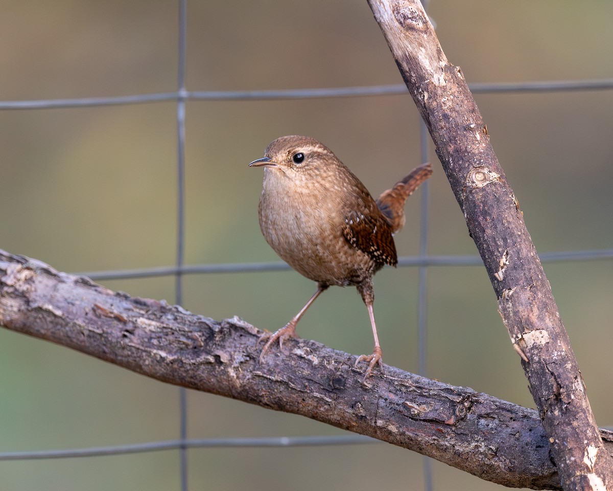 Winter Wren - ML644330790