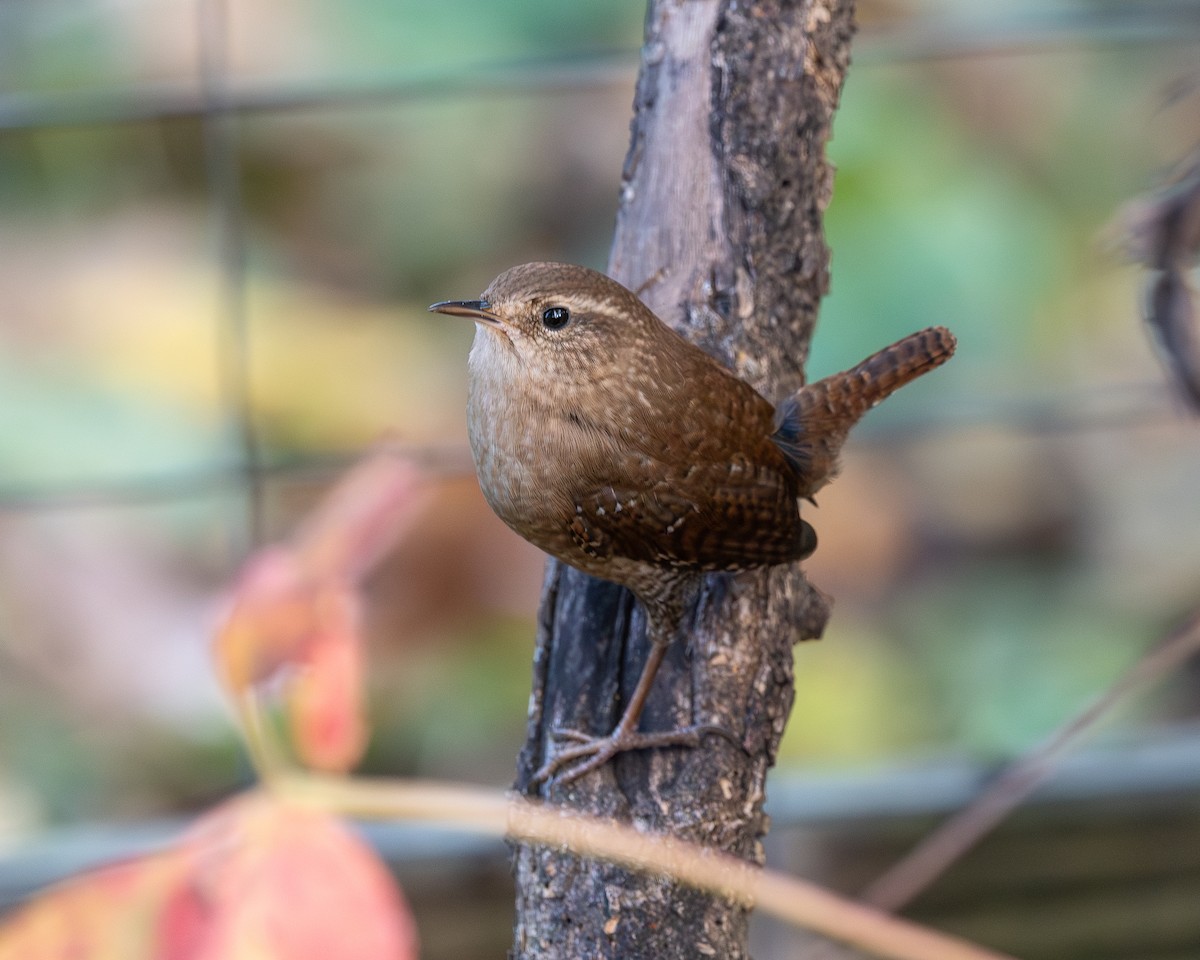 Winter Wren - ML644330791