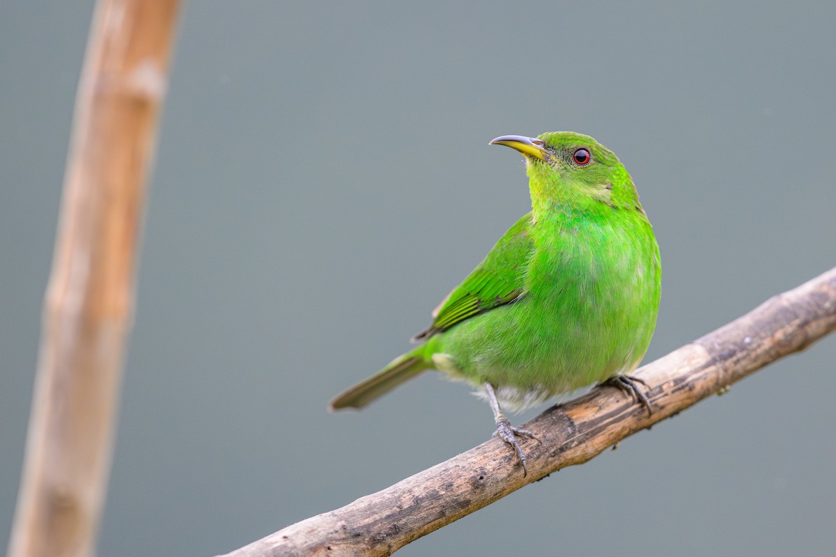 Kappennaschvogel - ML644330802