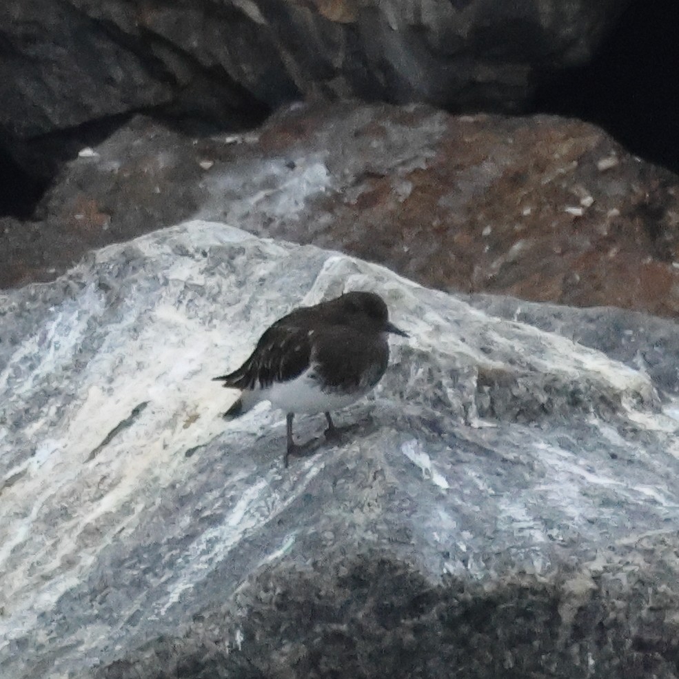 kamenáček černohlavý - ML644330803