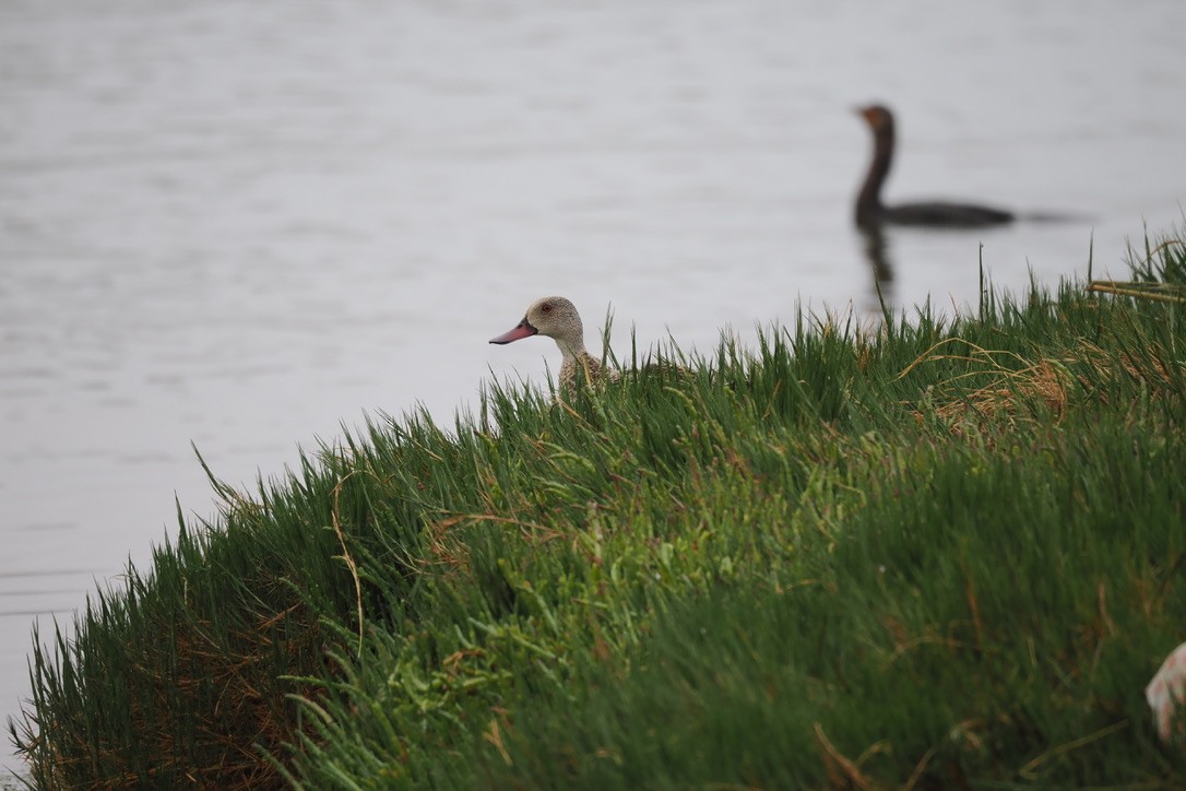 アカハシコガモ - ML644330804